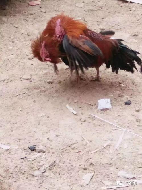 热门爆料公鸡打架视频播放,鸡界“拳击手”大比拼! 第1张 热门爆料公鸡打架视频播放,鸡界“拳击手”大比拼! 第1张