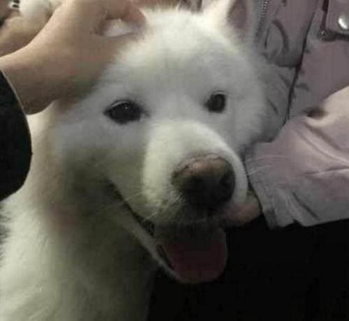 爆料三只萨摩耶视频大全,萌宠集结！三只萨摩耶欢乐视频大盘点